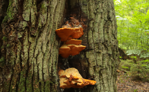 Two hundred-year-old oak forest in the neighbourhood of Oziory agrotown