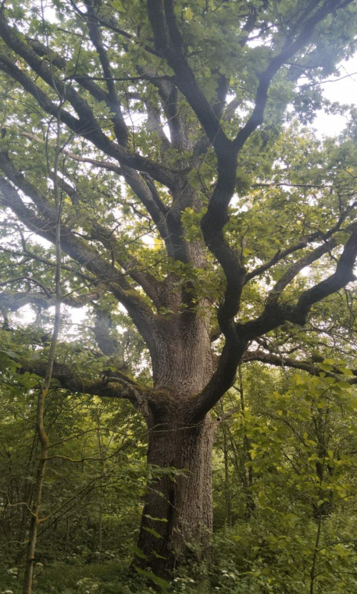 Вековой дуб в д. Новое Поле