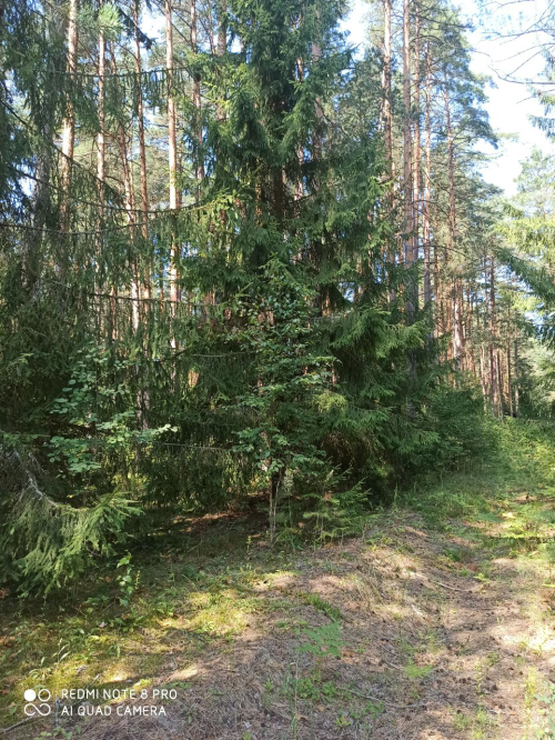 Эталонное насаждение сосны