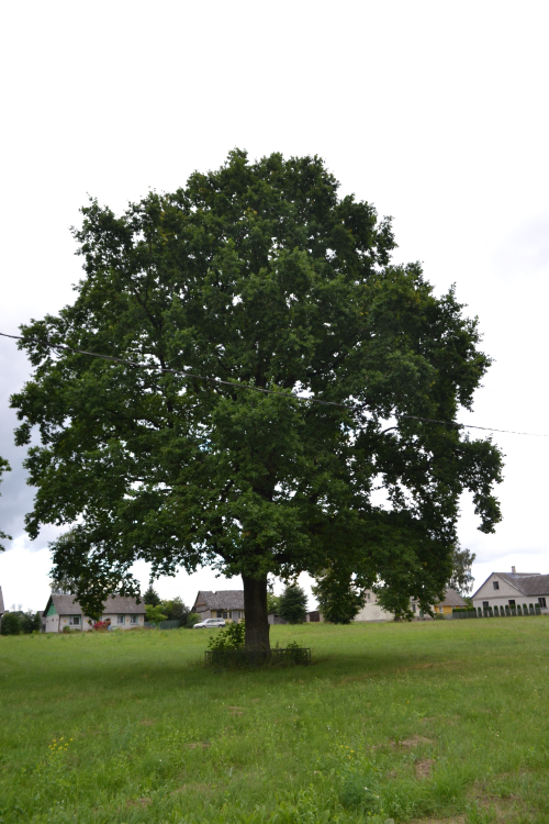 Svobody oak near the Church of the Exaltation of the Holy Cross