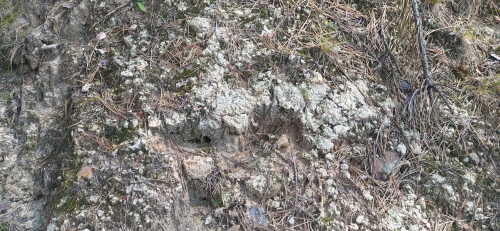 Обнажение Костеши