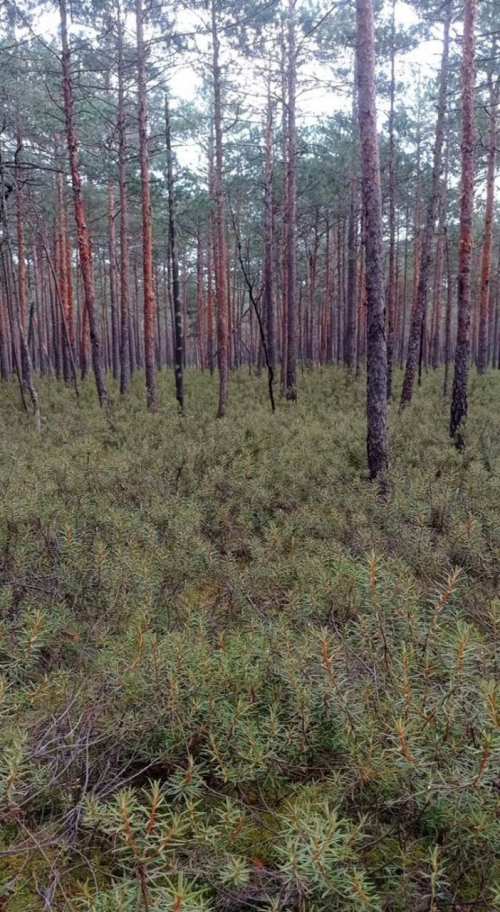 Заказник «Дунайковский»