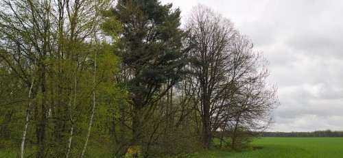 Zhabinkovskaya eastern white pine