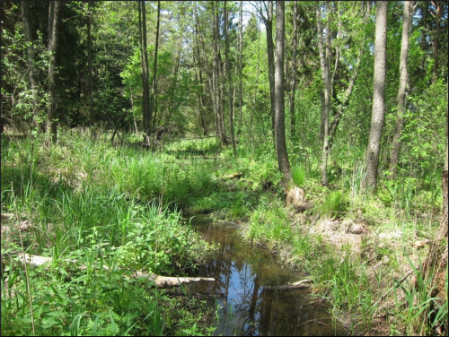 Заказник «Микулишки»