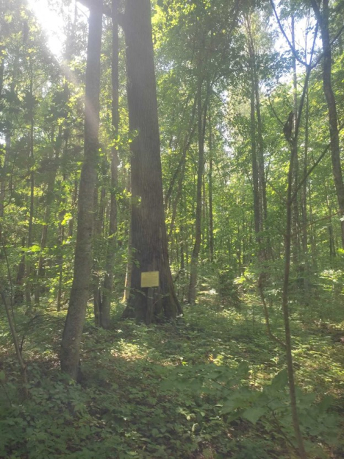 Клевский дуб 3