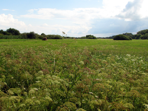 Ploshchevo meadow park
