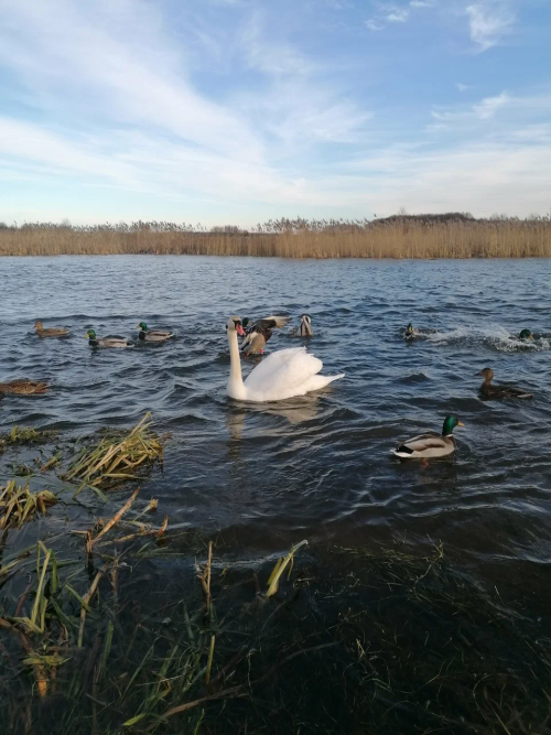 Заказник «Черемша»