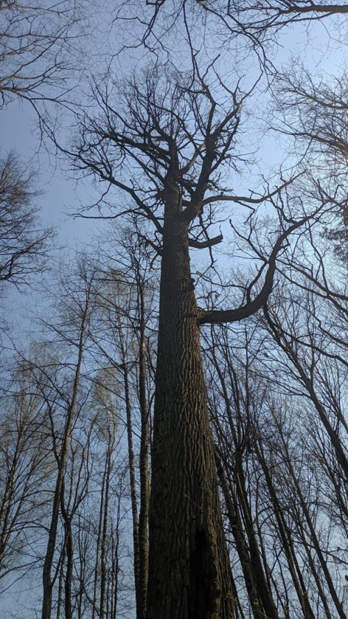 Клевский дуб 2