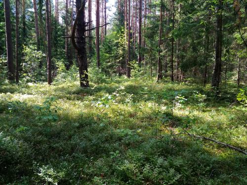 Заказник «Ряснянский»