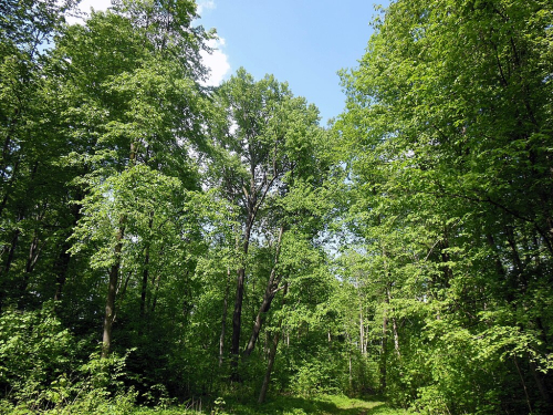 Old park «Saryansky»