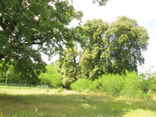 Hotislavskie linden trees