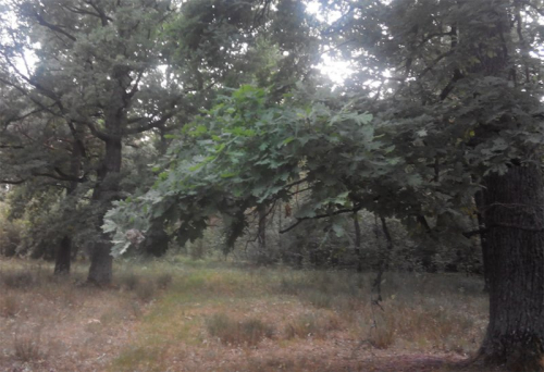 Unique forest areas (oak forests)