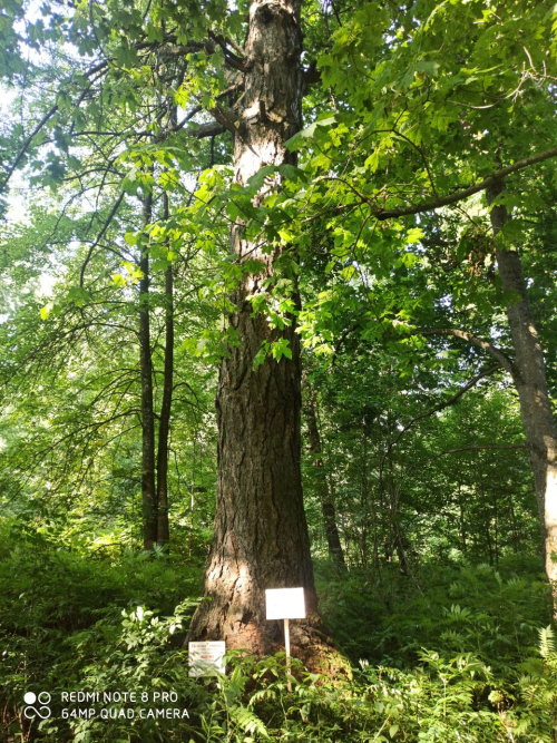 Отдельно стоящая лиственница