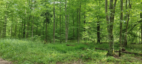 Заказник «Старобинский»