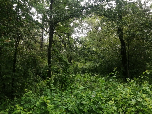 European oak forest stand Krinichanskoye