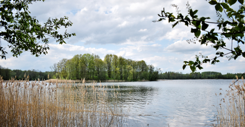 Заказник «Сосно»