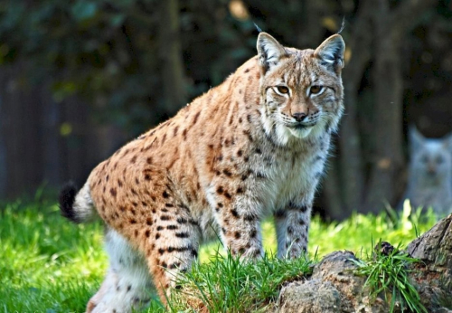 Заказник «Чериковский»