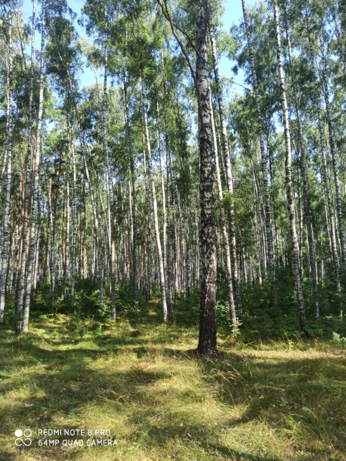 Ивановская роща