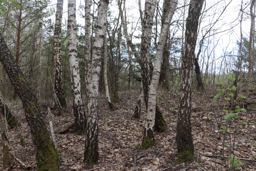 Некасецкое насаждение карельской березы