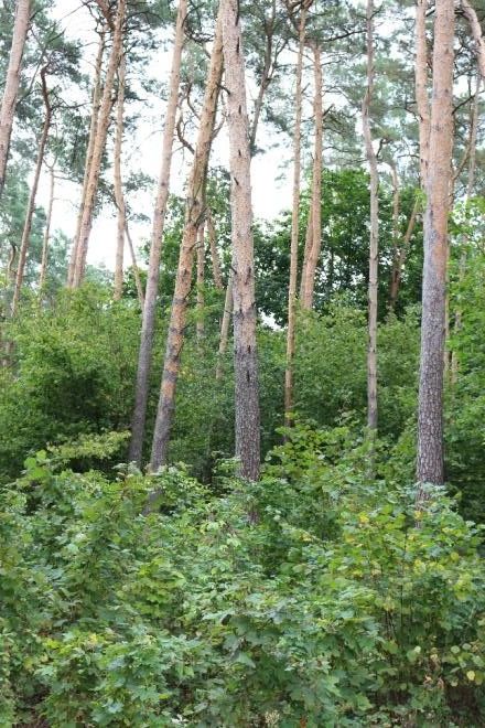 Насаждения сосны