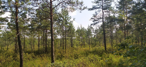 Заказник «Клетное»