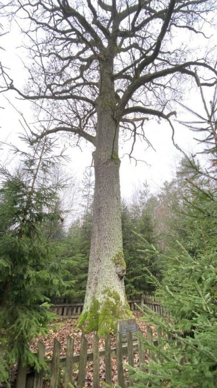 Old oak tree (king oak)