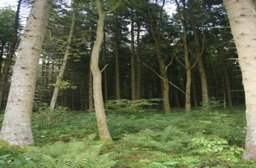 Заказник «Домановский»