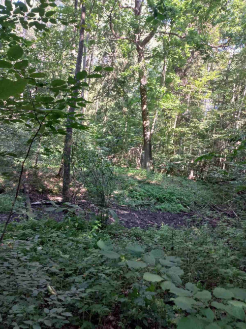 Заказник «Великое»