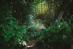 Заказник «Тресковщина»