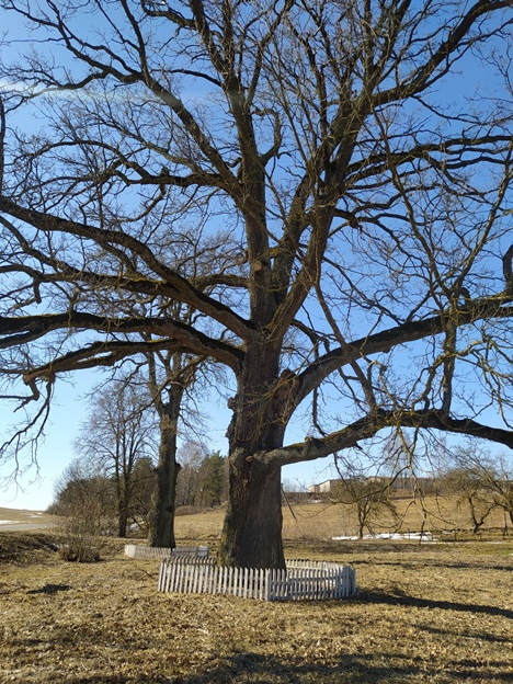 Вековые дубы в д. Хохлово