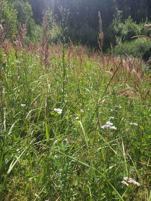 Заказник «Борки»