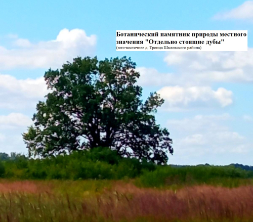 Отдельно стоящие дубы