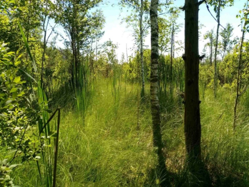 Заказник «Лозовица»