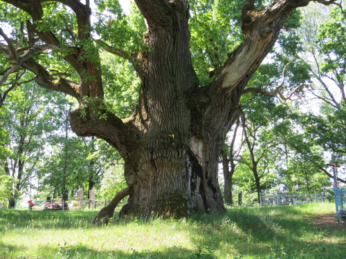 Bobrovichsky oak