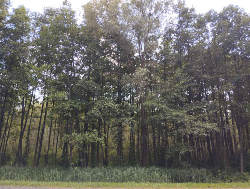 Заказник «Чирковичский»