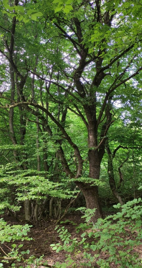 Замковый лес