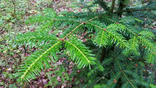 Лесные культуры с участием пихты белой