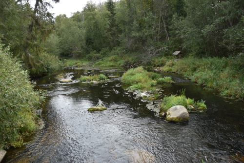 Spring in Petrovshchina area