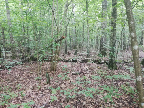 Old human settlement (Bronze Age)