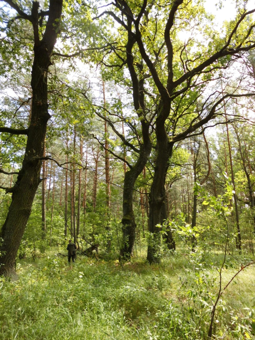 Урочище Бритская грива