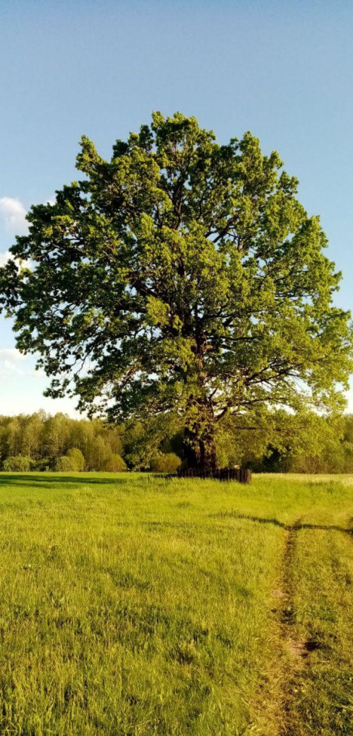 Дуб-великан