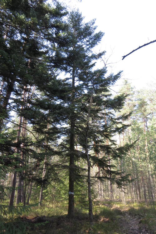 Linovsky fir forest