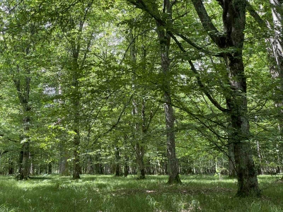 European oak forest stand Mikhailovskoe