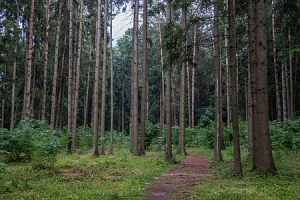Дубрава «Щомыслицкая»