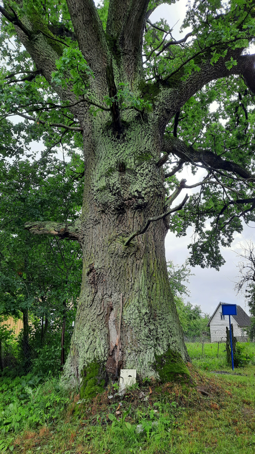 Century-old oak in the village of Lesnica