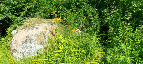 Валун «Чертов камень» осташинский