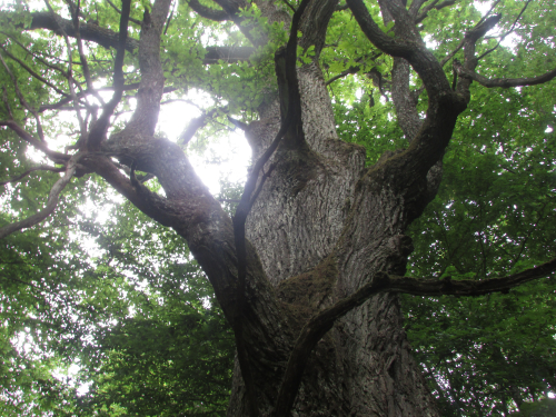 Two hundred-year-old oak near the village of Hodevichy