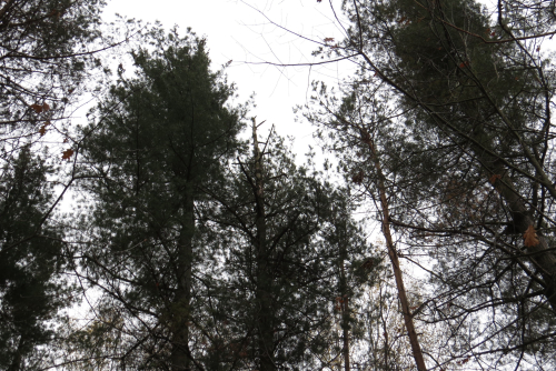 Eastern White Pines