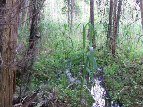 Niklia river head spring