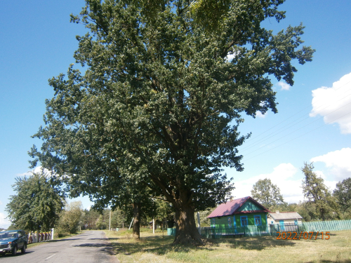 Belinsky oak